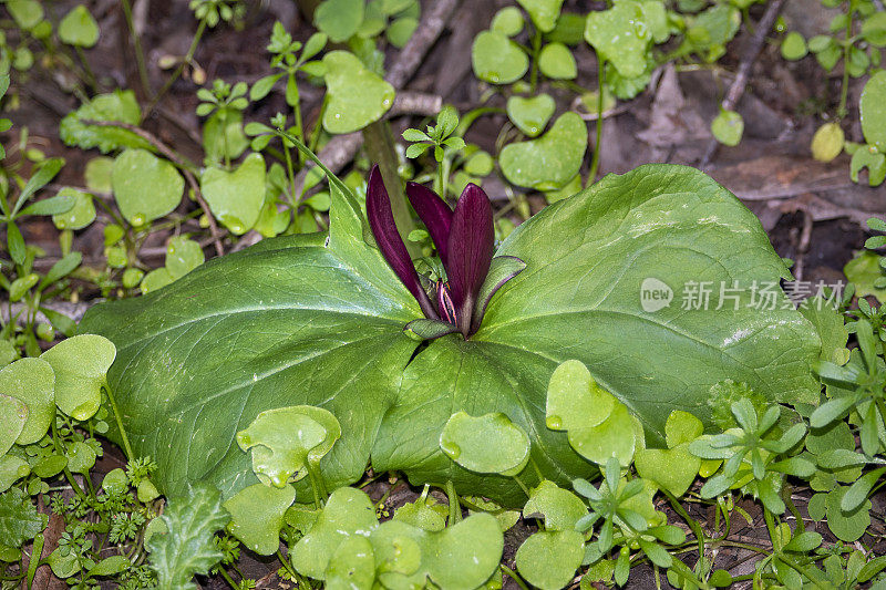 巨wakerrobin, Trillium chloropetalum